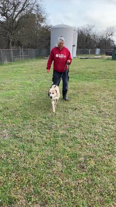 Enlarge LARRY-Best Buddy, an adopted mixed breed in Stephenville, TX video 6/6