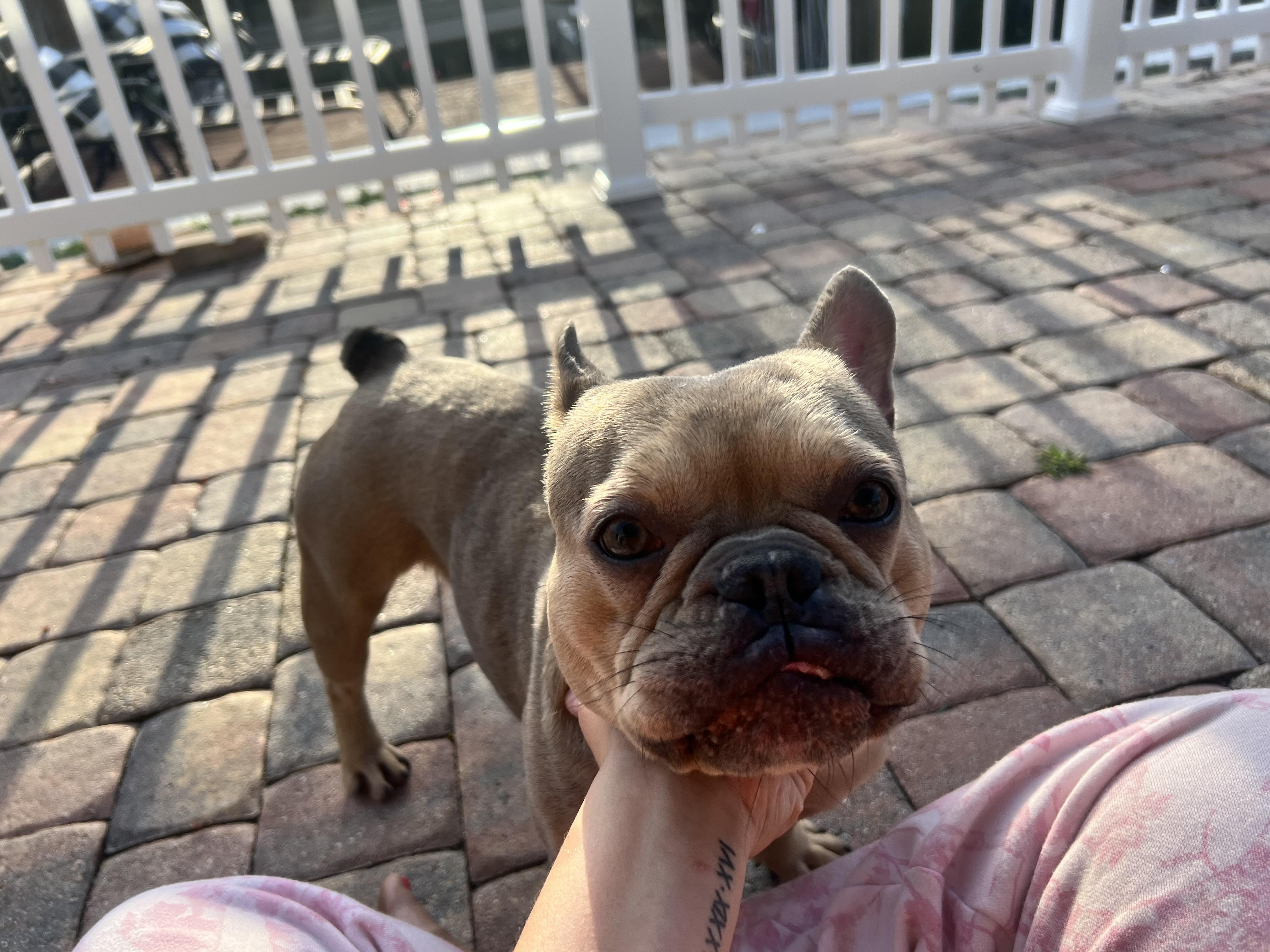 Enlarge Tinkerbell, a ADOPTABLE French Bulldog in Tampa, FL image 3/5