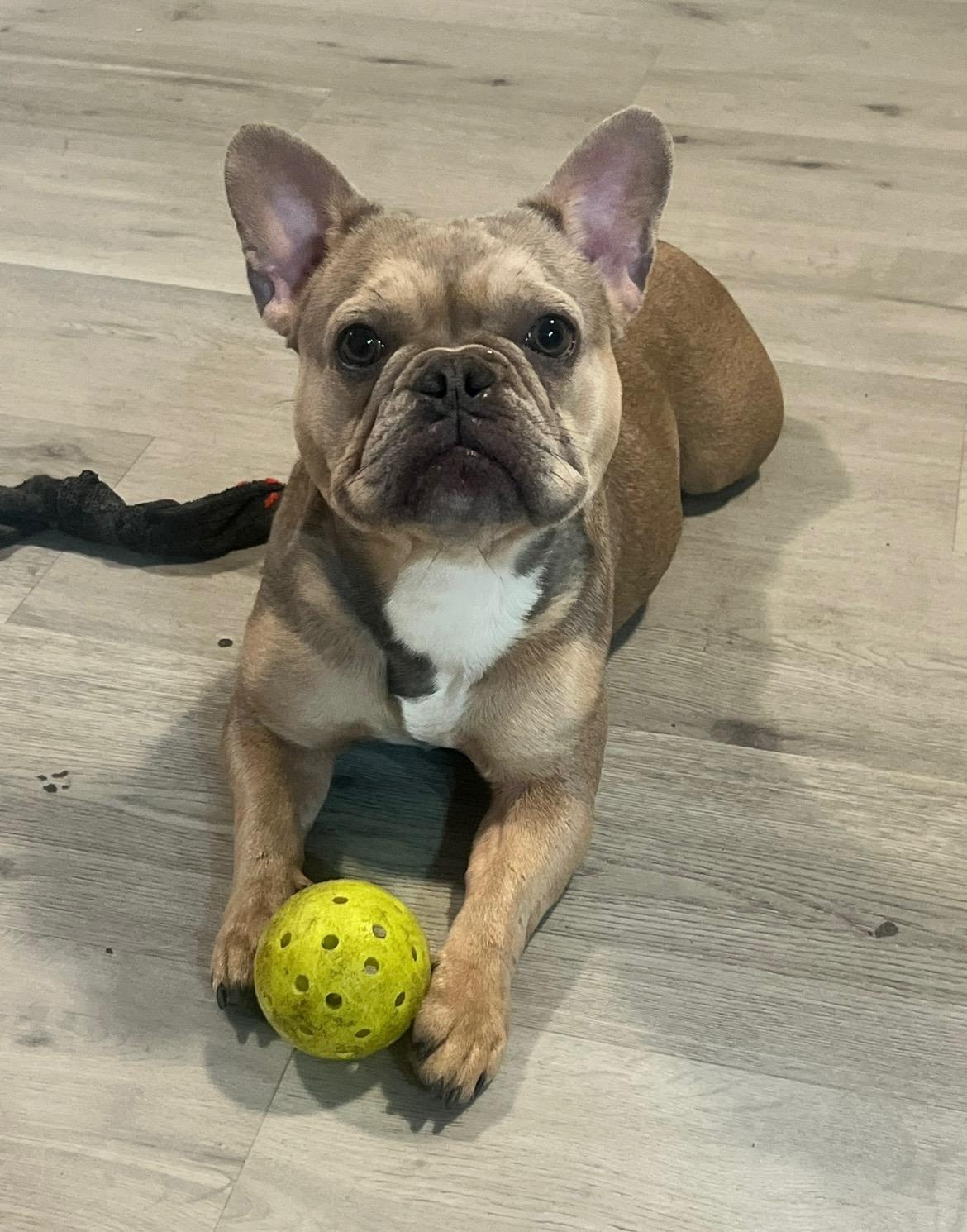 Enlarge Tinkerbell, a ADOPTABLE French Bulldog in Tampa, FL image 5/5