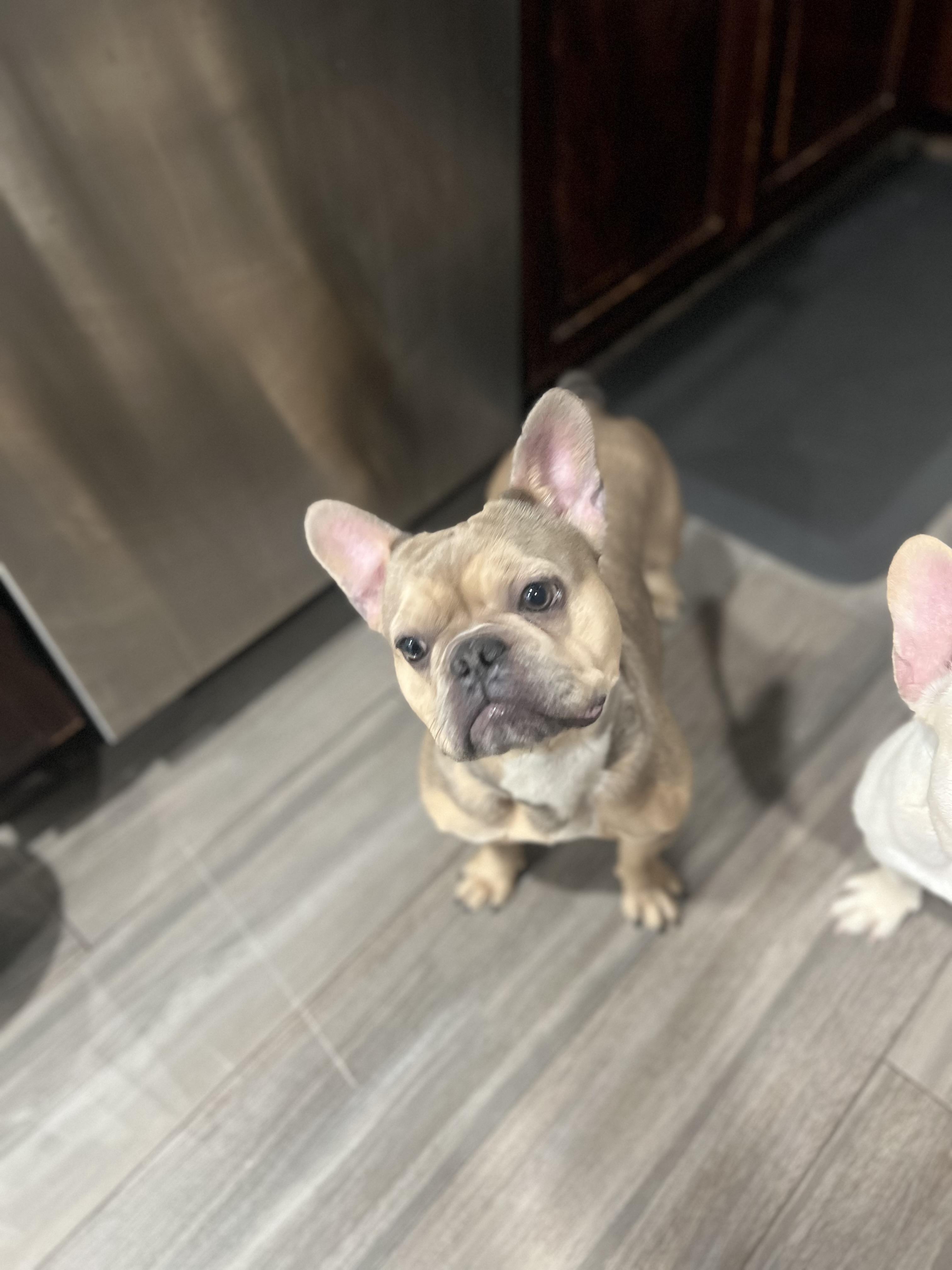 Enlarge Tinkerbell, a ADOPTABLE French Bulldog in Tampa, FL image 4/5