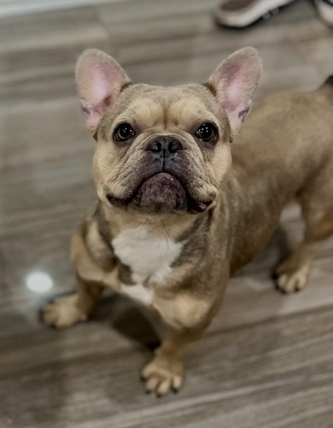 Enlarge Tinkerbell, a ADOPTABLE French Bulldog in Tampa, FL image 1/5
