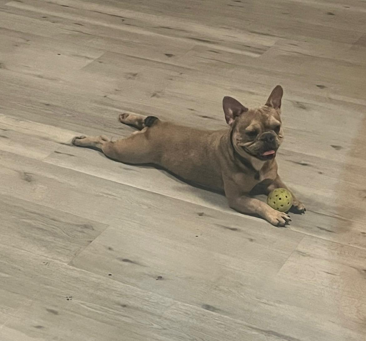 Enlarge Tinkerbell, a ADOPTABLE French Bulldog in Tampa, FL image 2/5