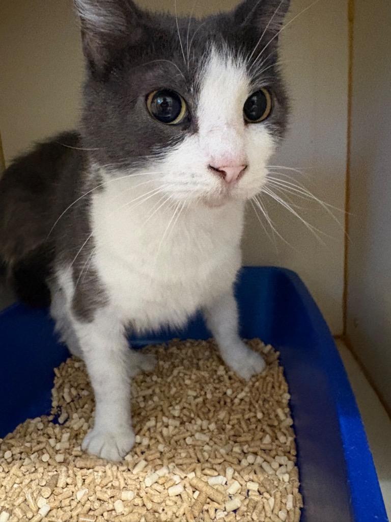 Enlarge Freya, a Adopted Domestic Short Hair in Sorrento, LA image 1/1