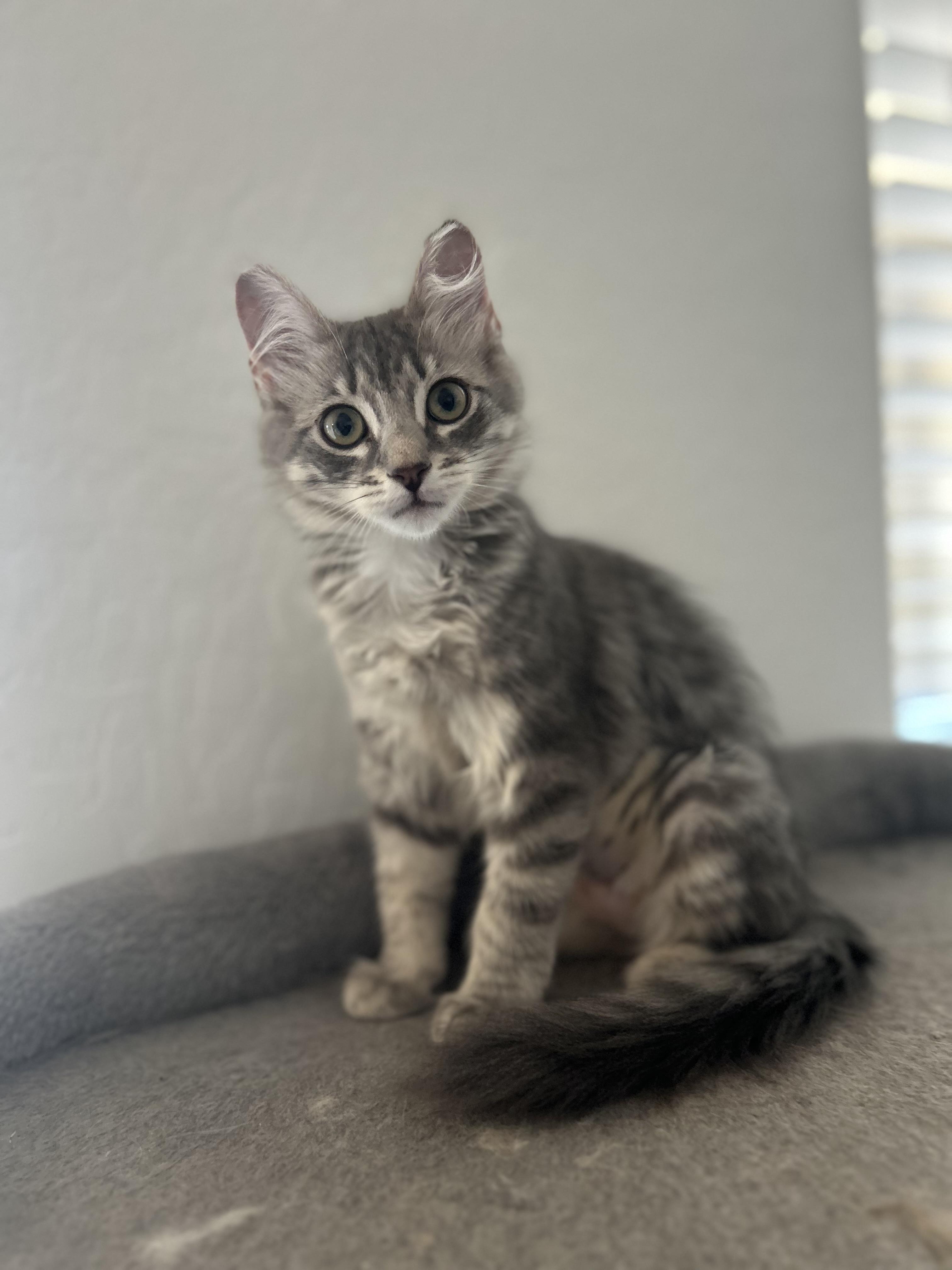 Enlarge Lacey, an adopted Domestic Long Hair in Chandler, AZ image 2/2