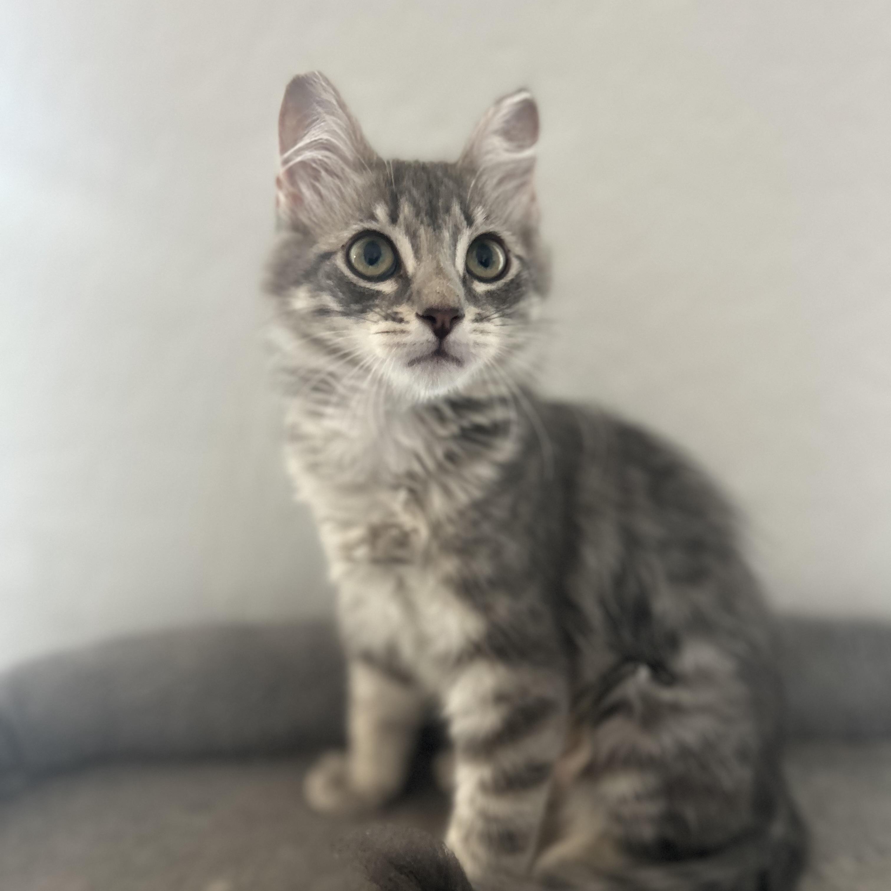 Lacey, adopted, Kitten Female Domestic Long Hair.