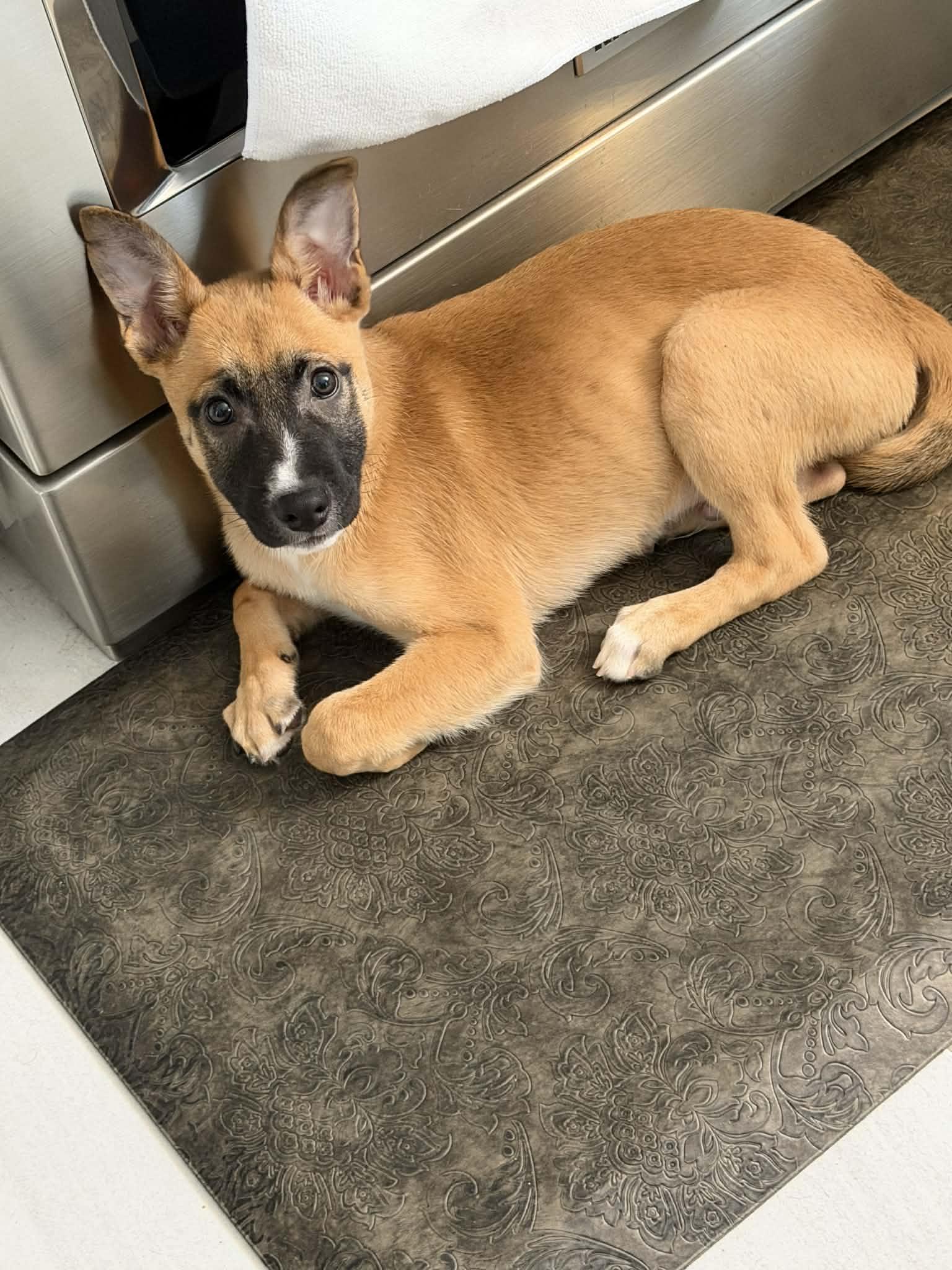 Prince, ADOPTABLE, Puppy Male Belgian Shepherd / Malinois & Cattle Dog.