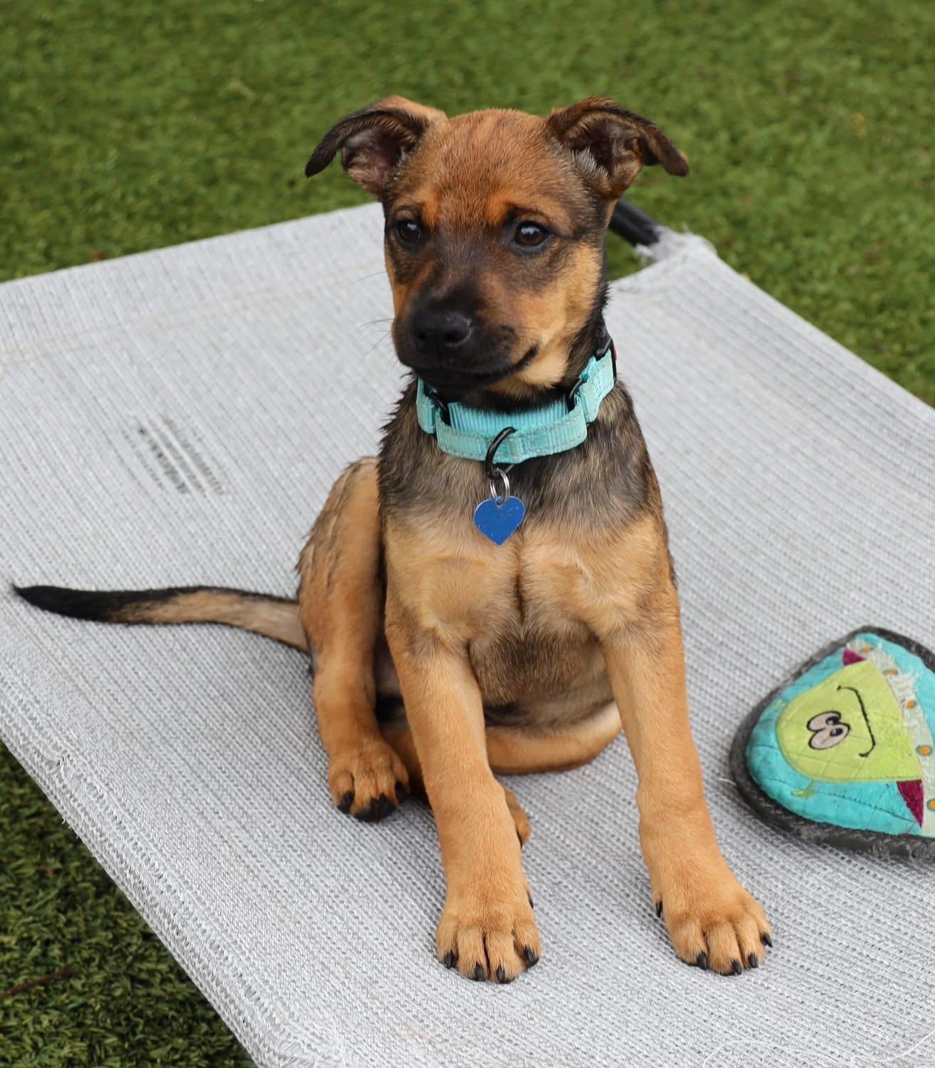 Enlarge Dakota, a ADOPTABLE mixed breed in Southlake, TX image 2/5