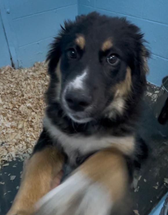 Joey, an adopted mixed breed in Crumpler, NC image 3/4