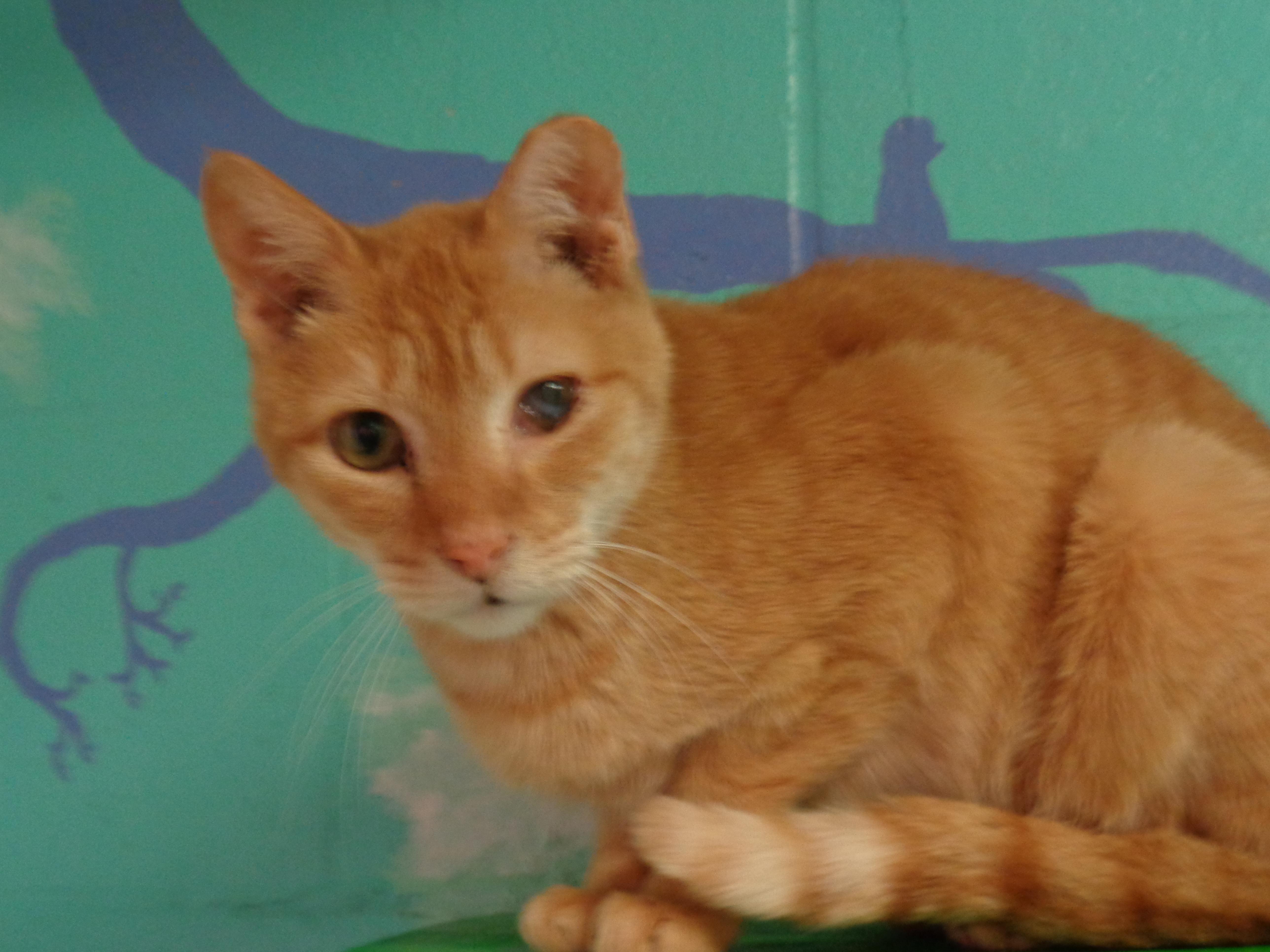 OREGON, a Adoptable Tiger in Delhi, NY image 4/6