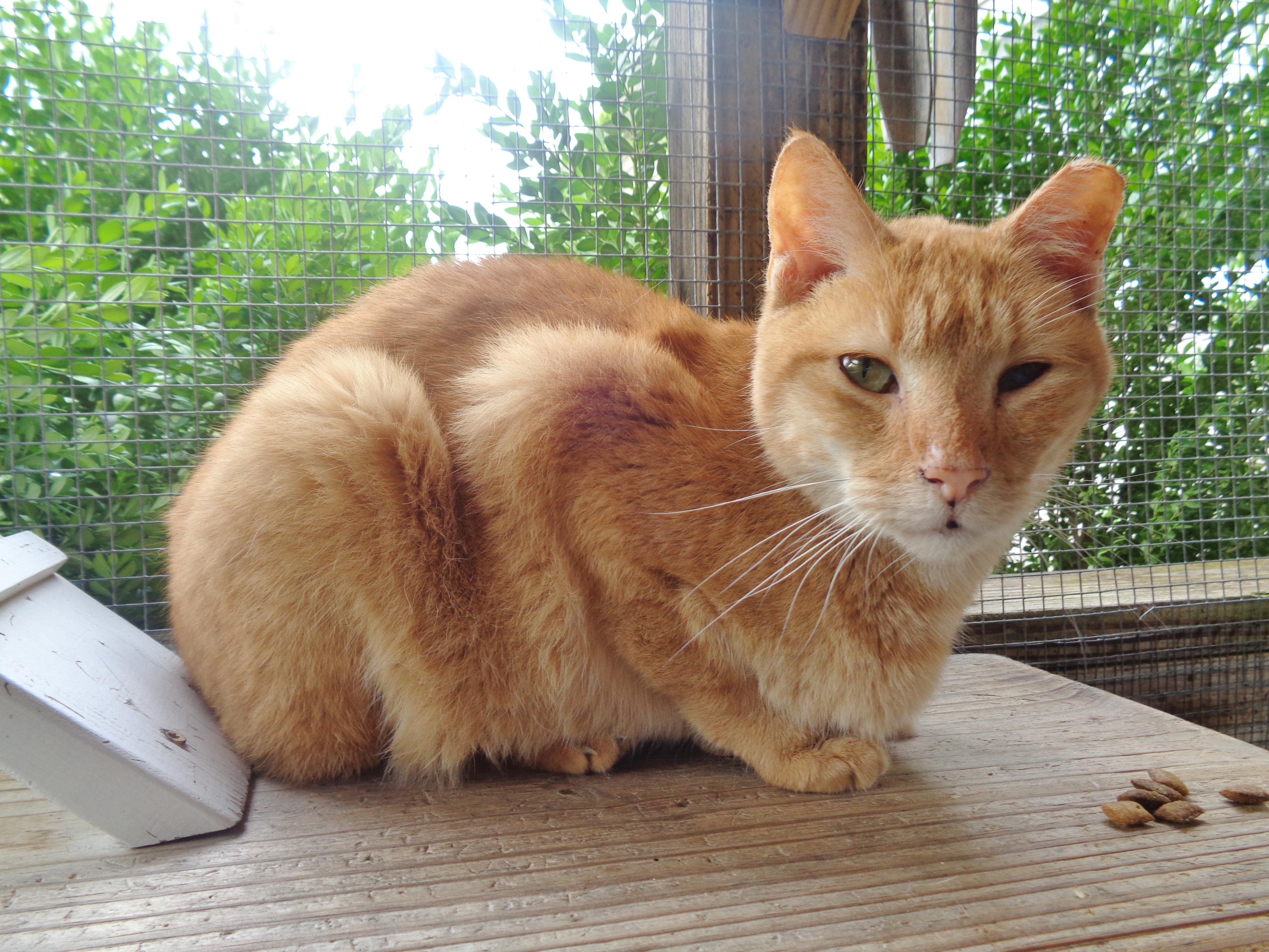 OREGON, Adoptable, Adult Male Tiger.