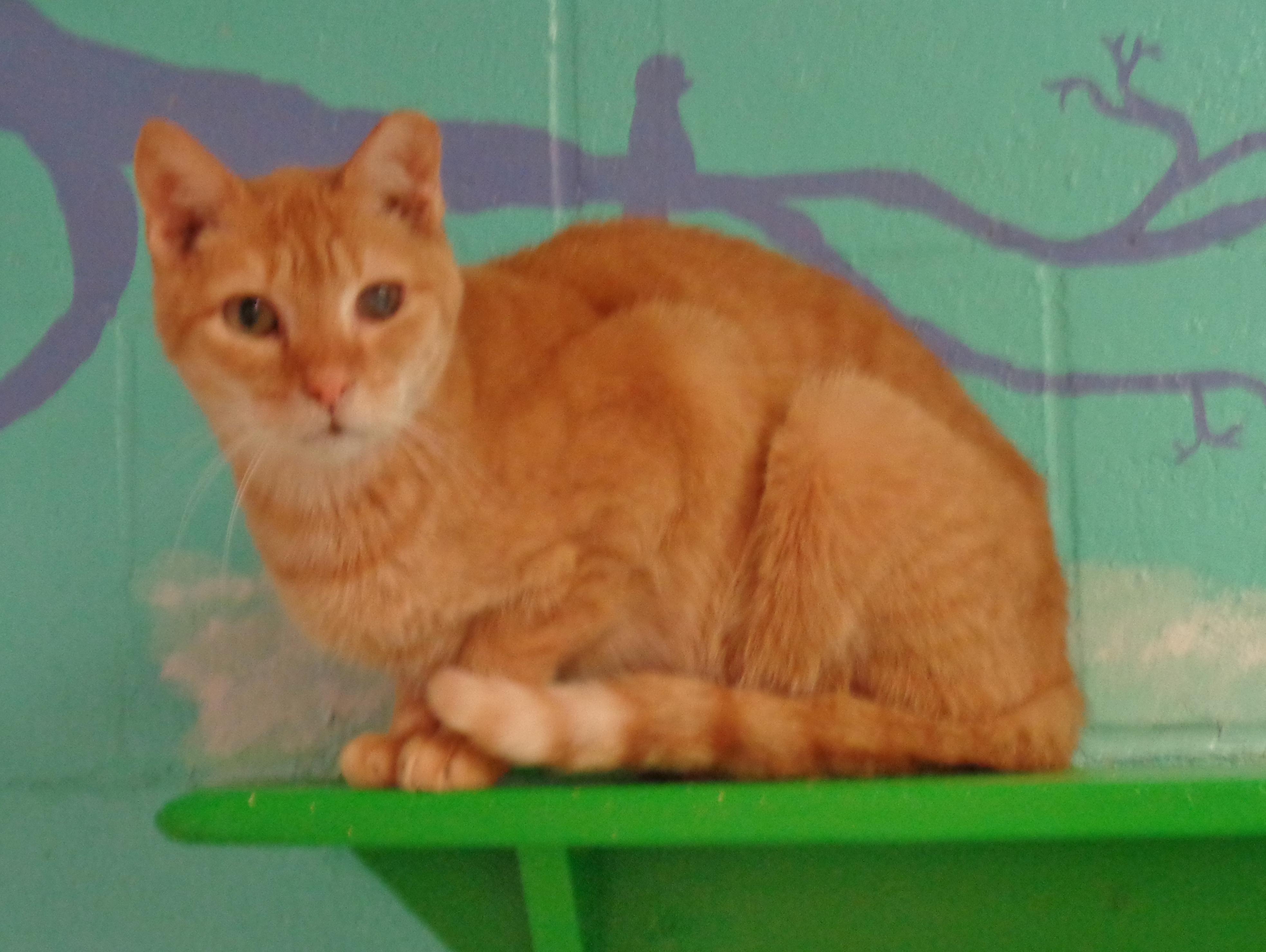 OREGON, a Adoptable Tiger in Delhi, NY image 5/6