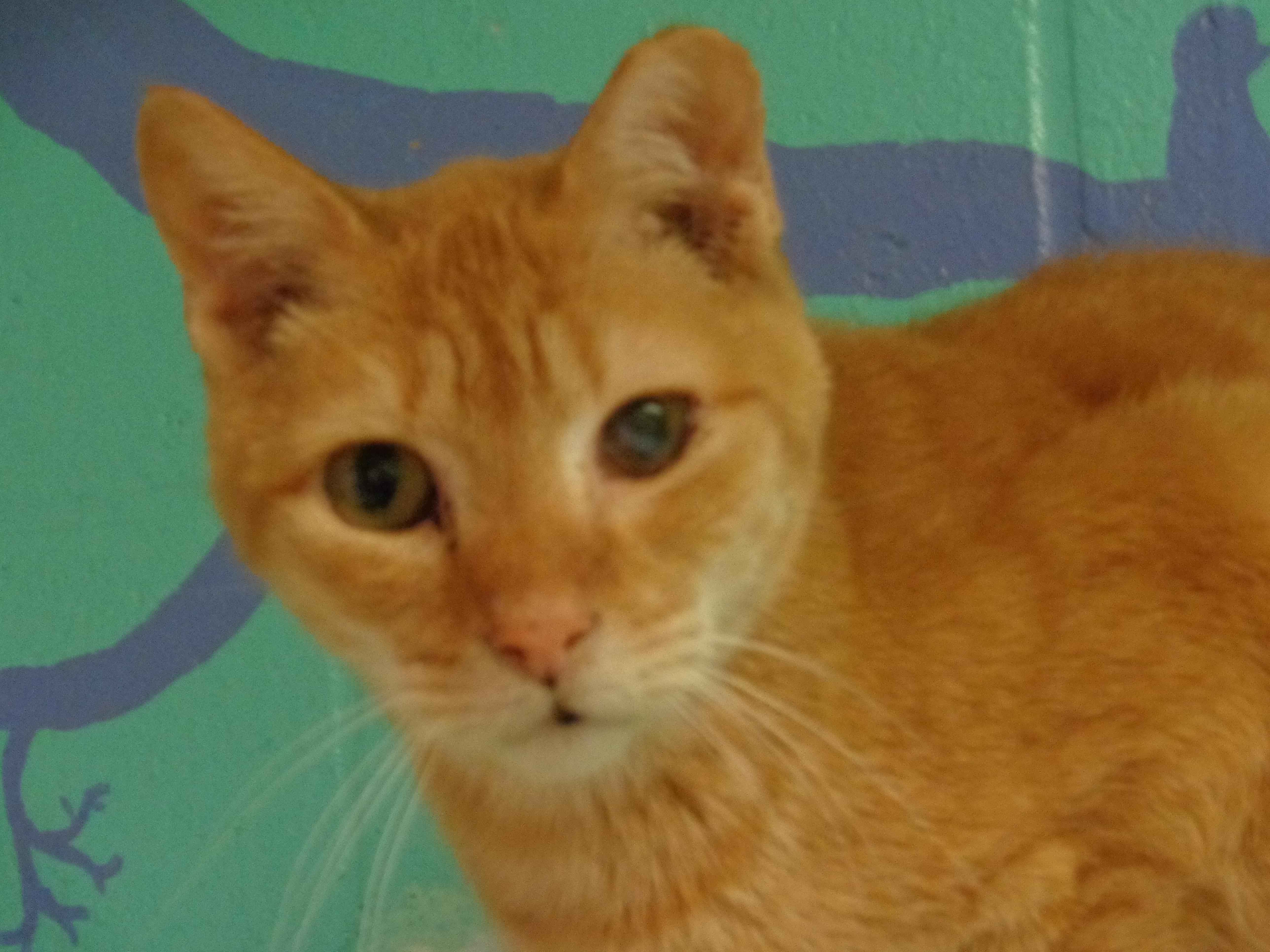 OREGON, a Adoptable Tiger in Delhi, NY image 6/6