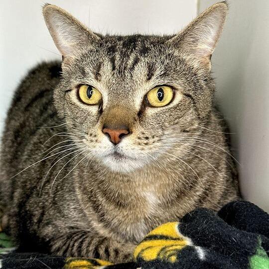Potato, Adoptable, Adult Male Domestic Short Hair.