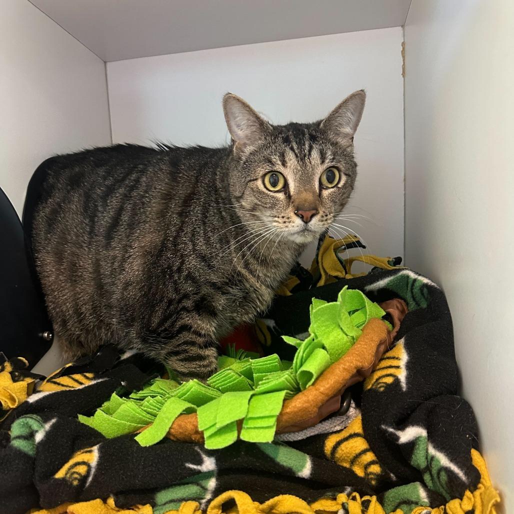 Enlarge Potato, a Adoptable Domestic Short Hair in Matteson, IL image 2/3