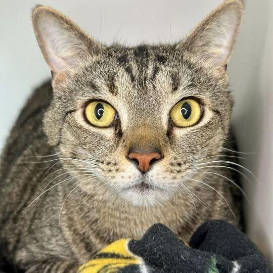 Enlarge Potato, a Adoptable Domestic Short Hair in Matteson, IL image 3/3