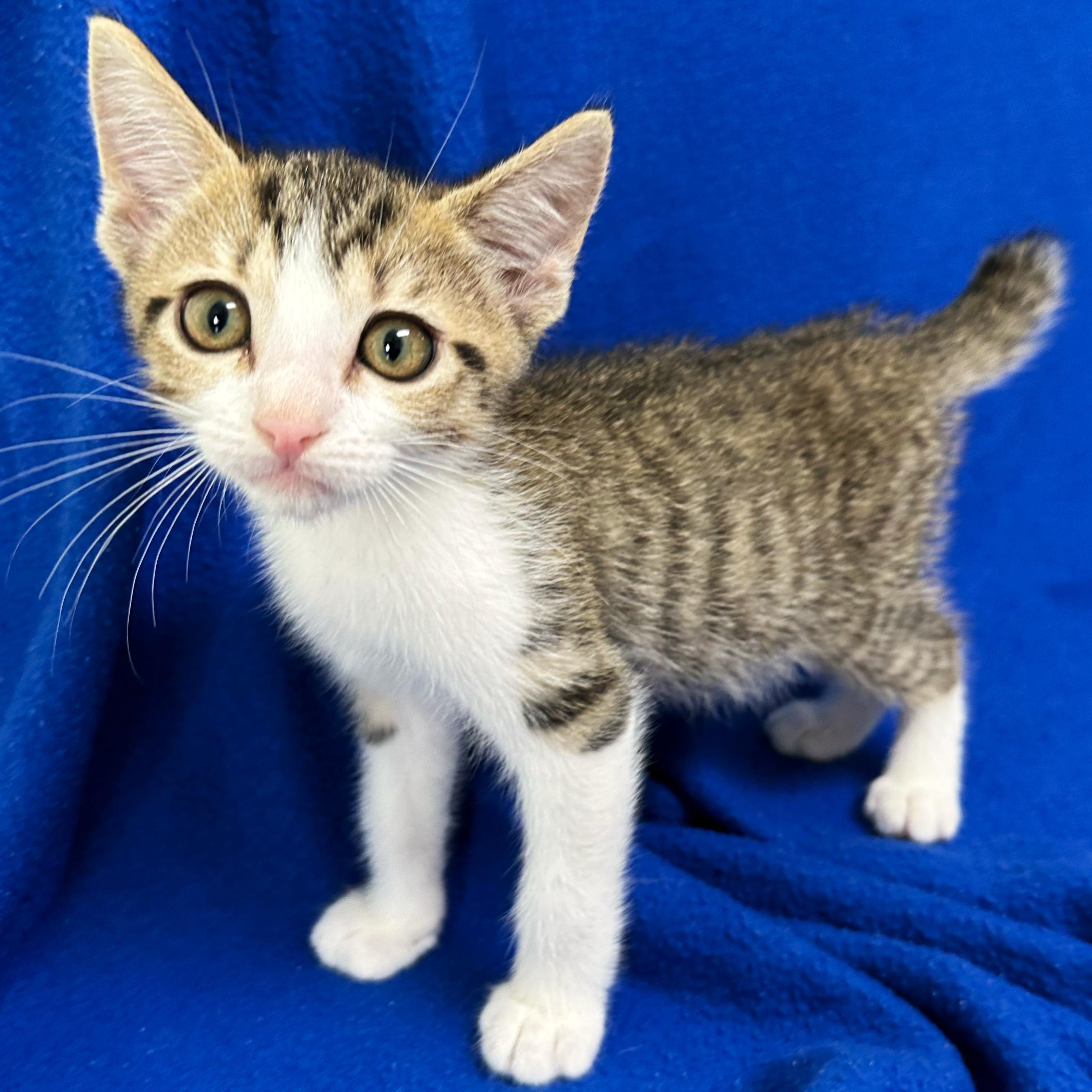 Apollo, an adoptable Domestic Short Hair in Valdosta, GA image 1/3