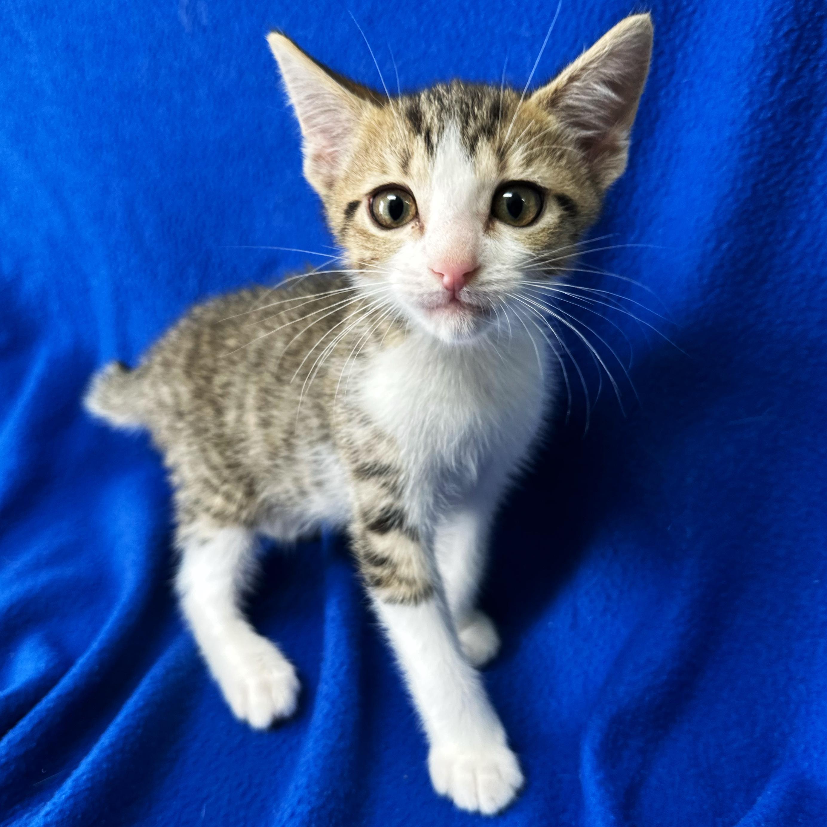 Apollo, an adoptable Domestic Short Hair in Valdosta, GA image 2/3
