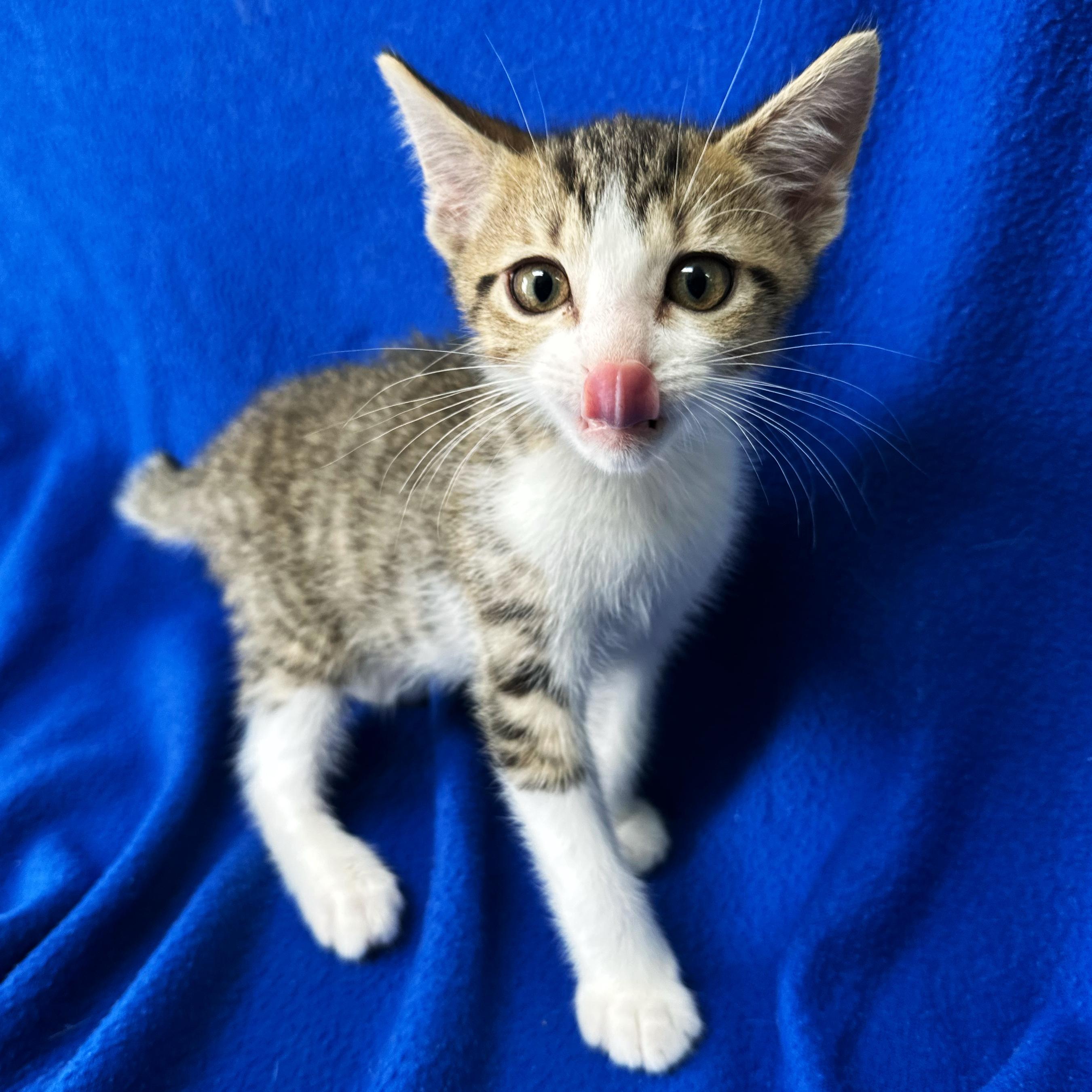 Apollo, an adoptable Domestic Short Hair in Valdosta, GA image 3/3