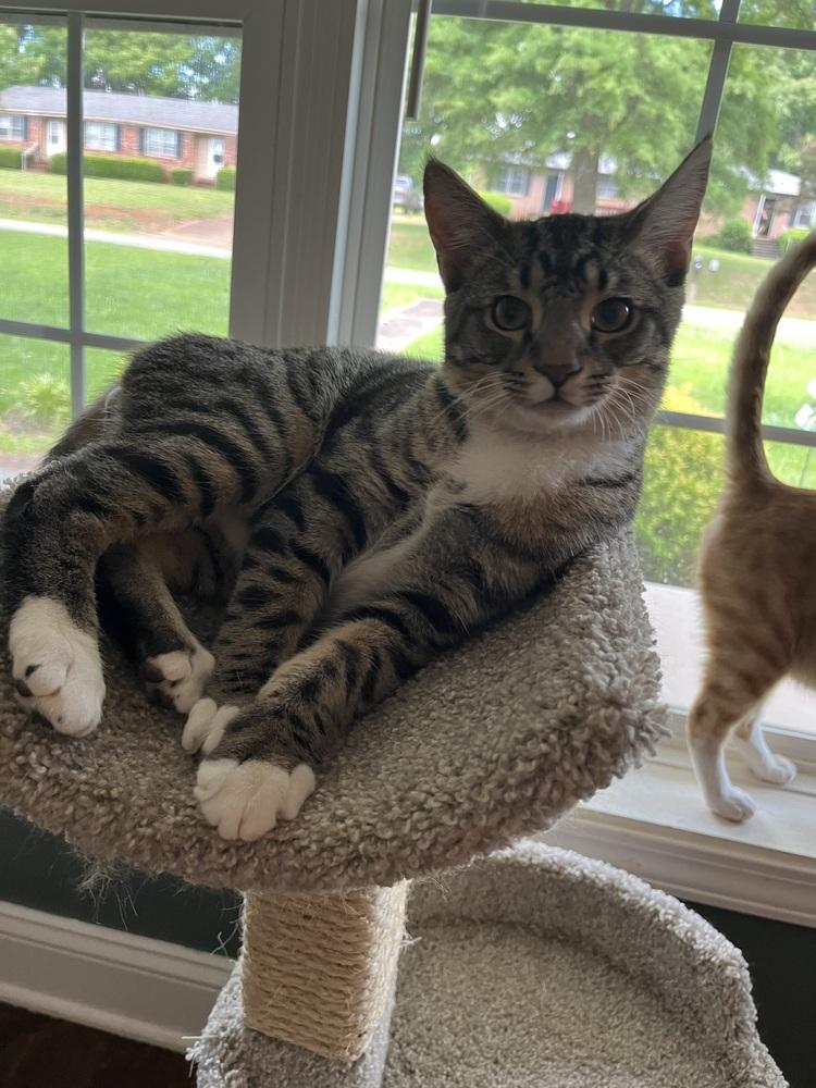 Socks, a Adoptable Domestic Medium Hair in GREENVILLE, SC image 2/6