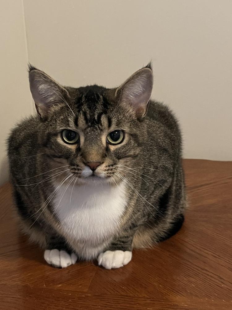 Socks, a Adoptable Domestic Medium Hair in GREENVILLE, SC image 3/6