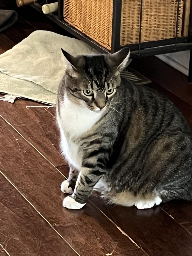 Socks, a Adoptable Domestic Medium Hair in GREENVILLE, SC image 4/6