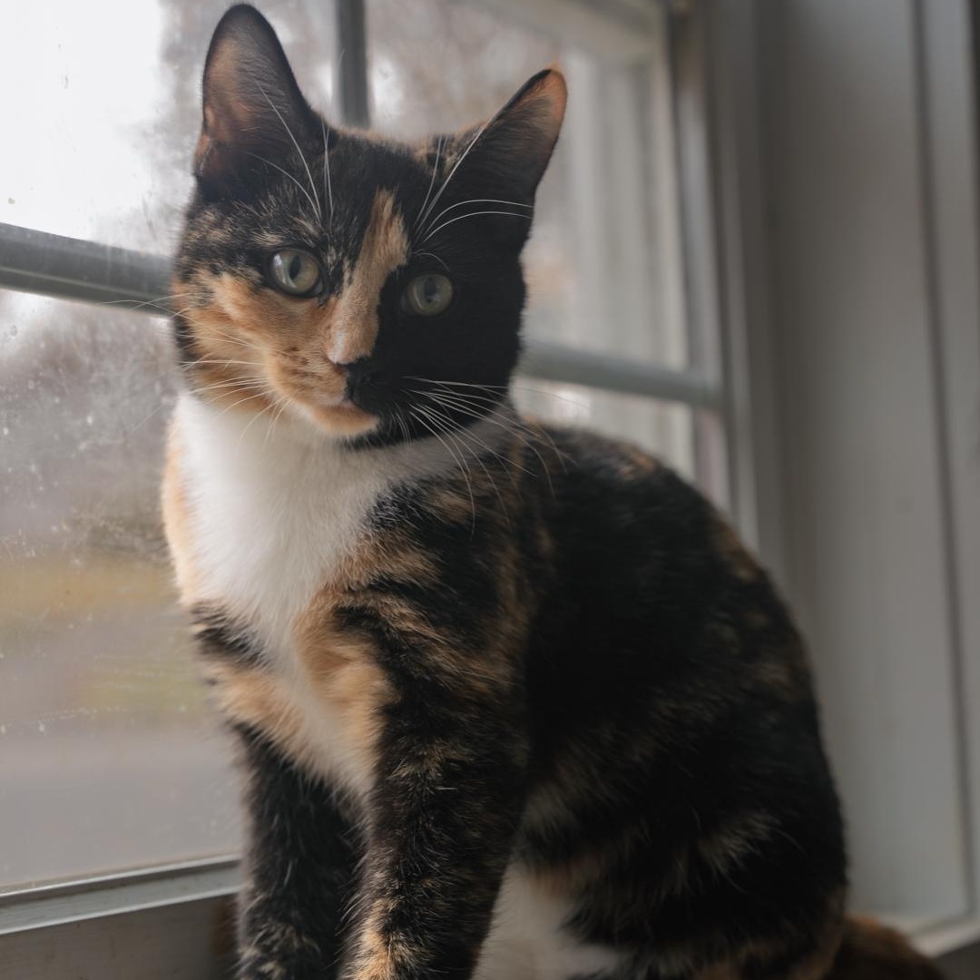 Enlarge Tori SWEET AND CALM, a Adoptable Tortoiseshell in Bethel, CT image 3/5