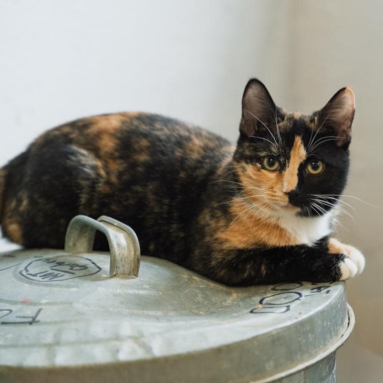 Enlarge Tori SWEET AND CALM, a Adoptable Tortoiseshell in Bethel, CT image 4/5