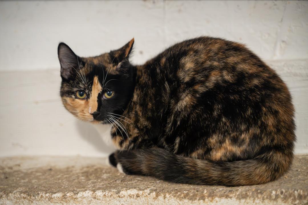 Enlarge Tori SWEET AND CALM, a Adoptable Tortoiseshell in Bethel, CT image 5/5