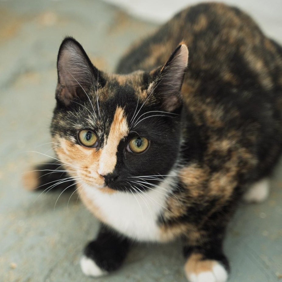 Enlarge Tori SWEET AND CALM, a Adoptable Tortoiseshell in Bethel, CT image 2/5