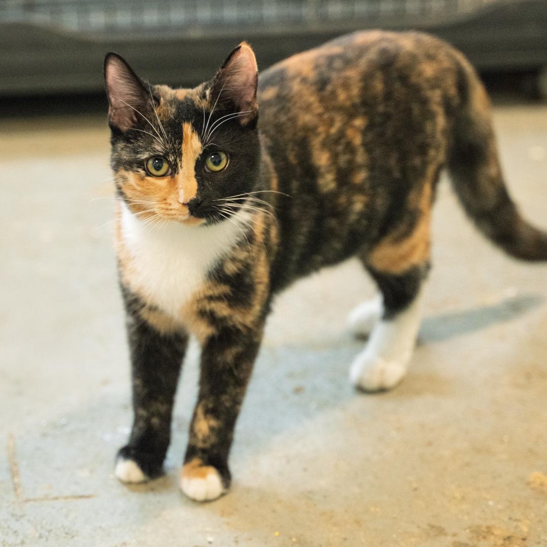Tori SWEET AND CALM, Adoptable, Kitten Female Tortoiseshell.