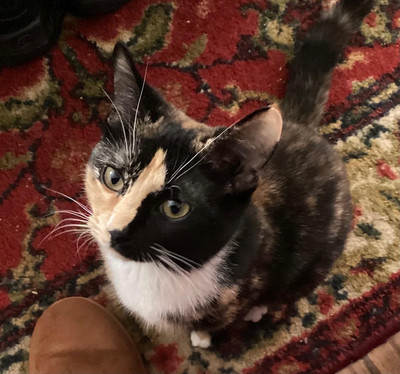 Enlarge Tori  FOSTER MOM SAYS SHE IS PERFECT IN EVERY WAY, a Adoptable Tortoiseshell in Bethel, CT image 2/5