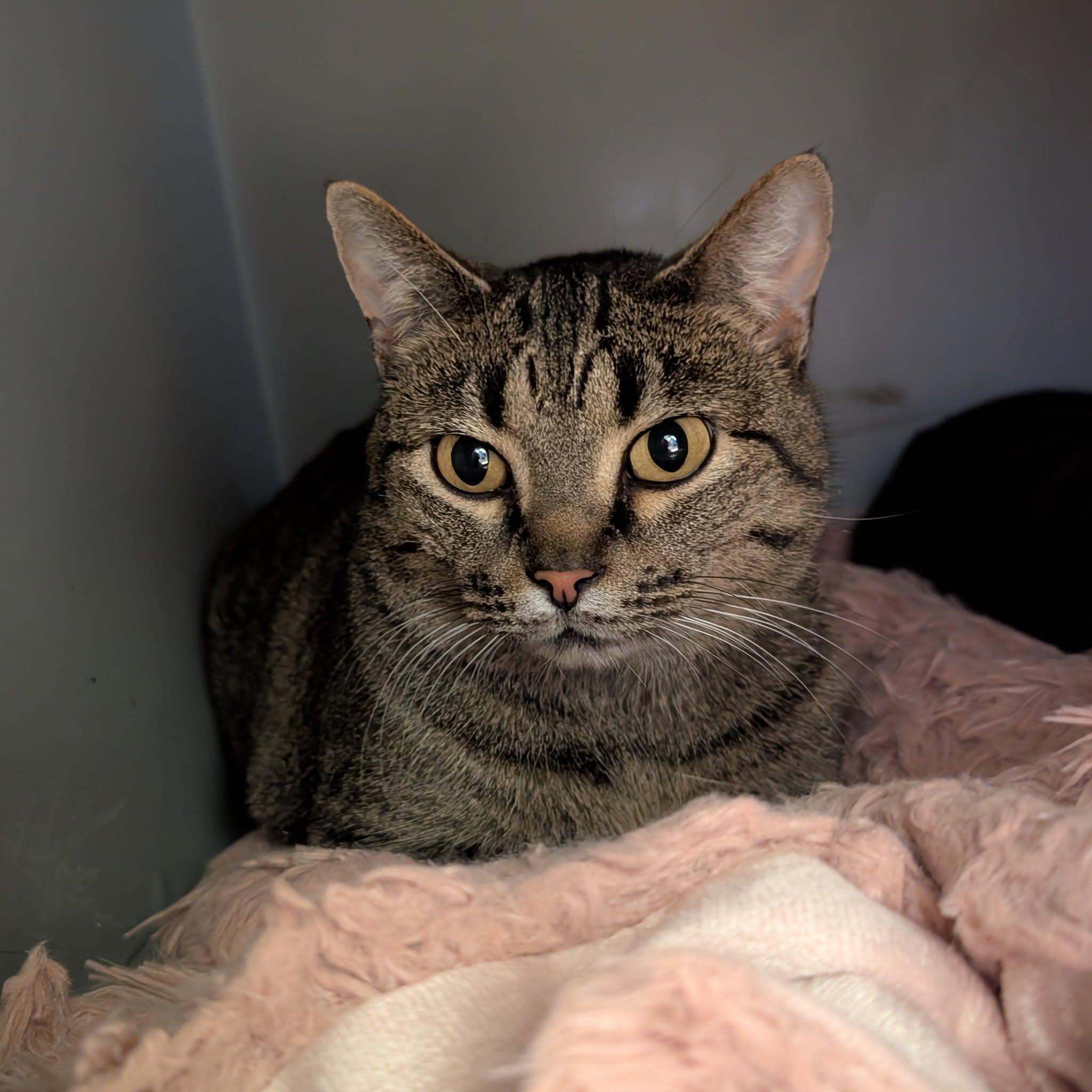 Enlarge Confetti, a Adoptable mixed breed in Newburgh, IN image 1/1