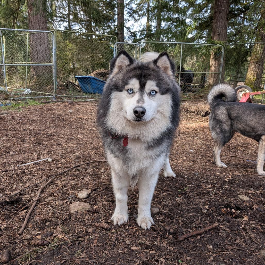 Rafiki, Adoptable, Adult Male Siberian Husky & Mixed Breed.