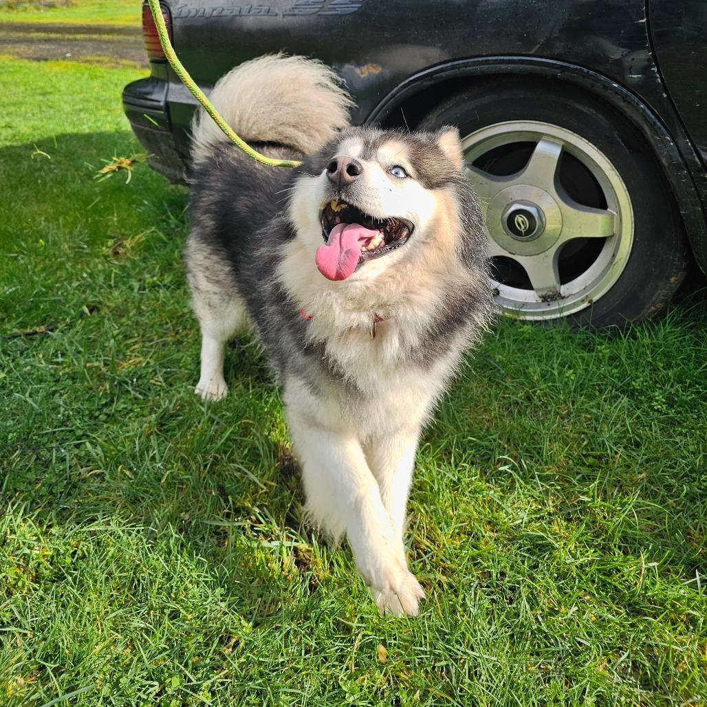 Enlarge Rafiki, a Adoptable mixed breed in Oakville, WA image 2/6