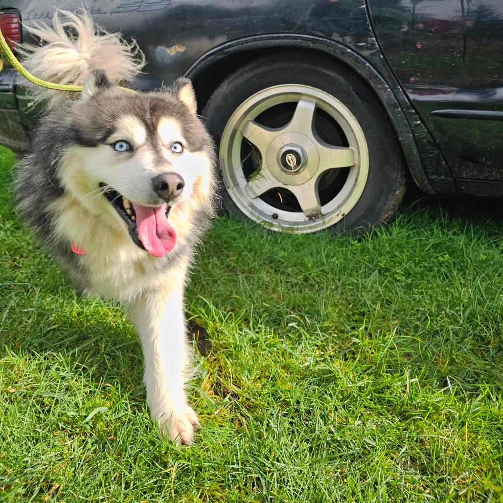 Enlarge Rafiki, a Adoptable mixed breed in Oakville, WA image 3/6