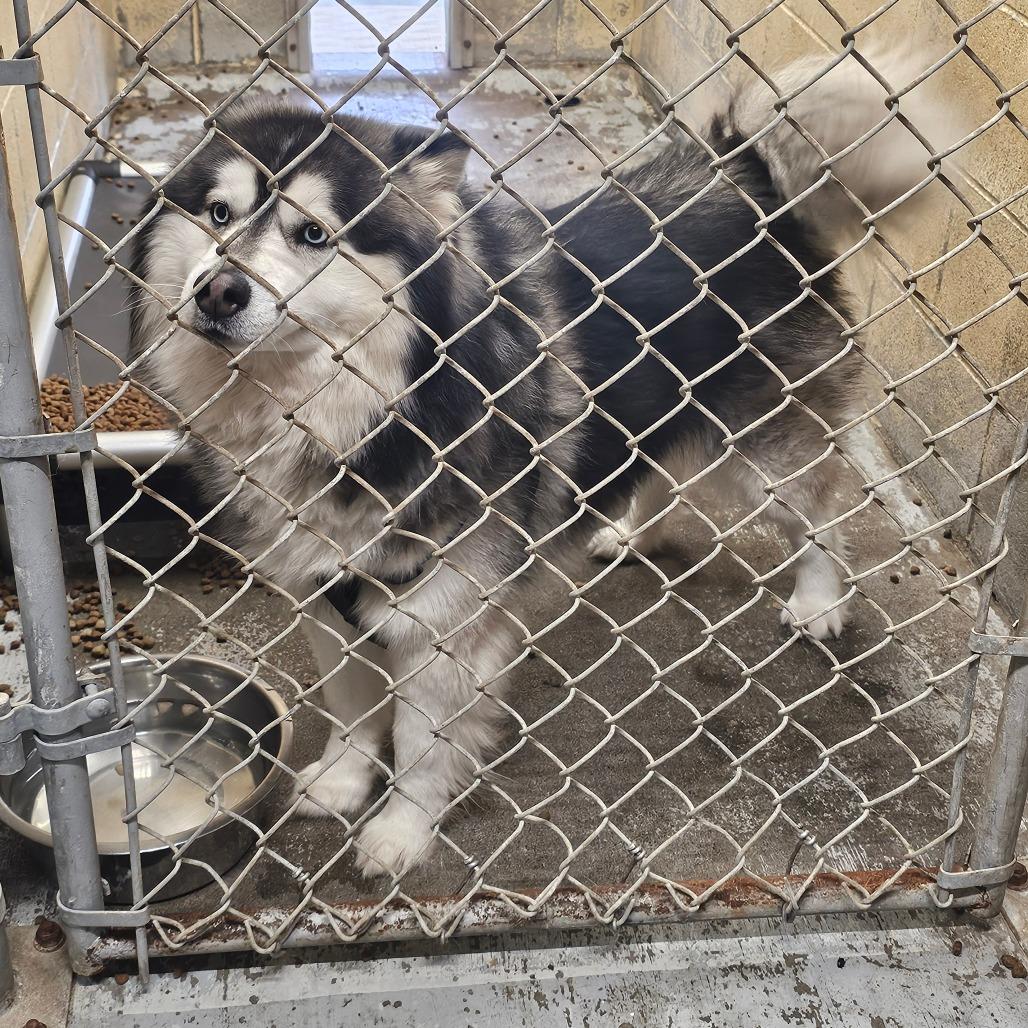 Enlarge Rafiki, a Adoptable mixed breed in Oakville, WA image 4/6