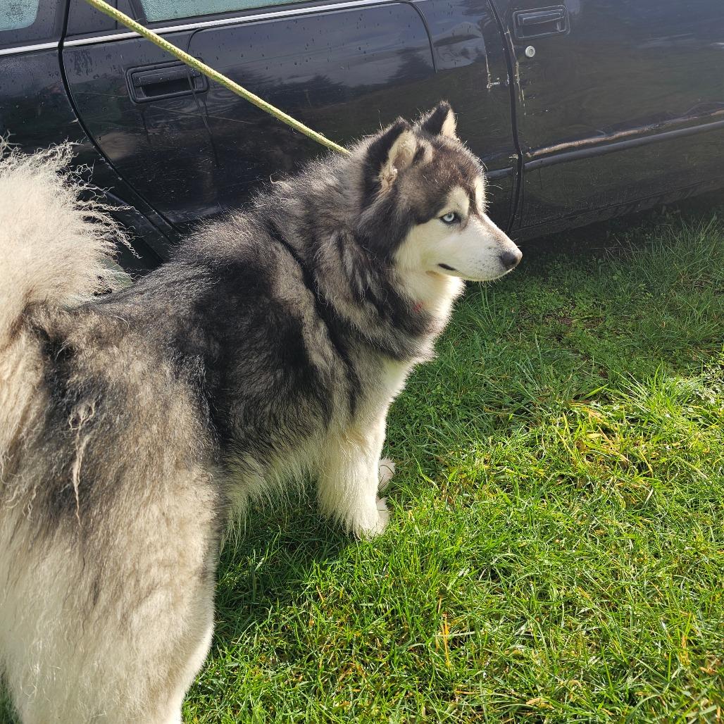 Enlarge Rafiki, a Adoptable mixed breed in Oakville, WA image 5/6