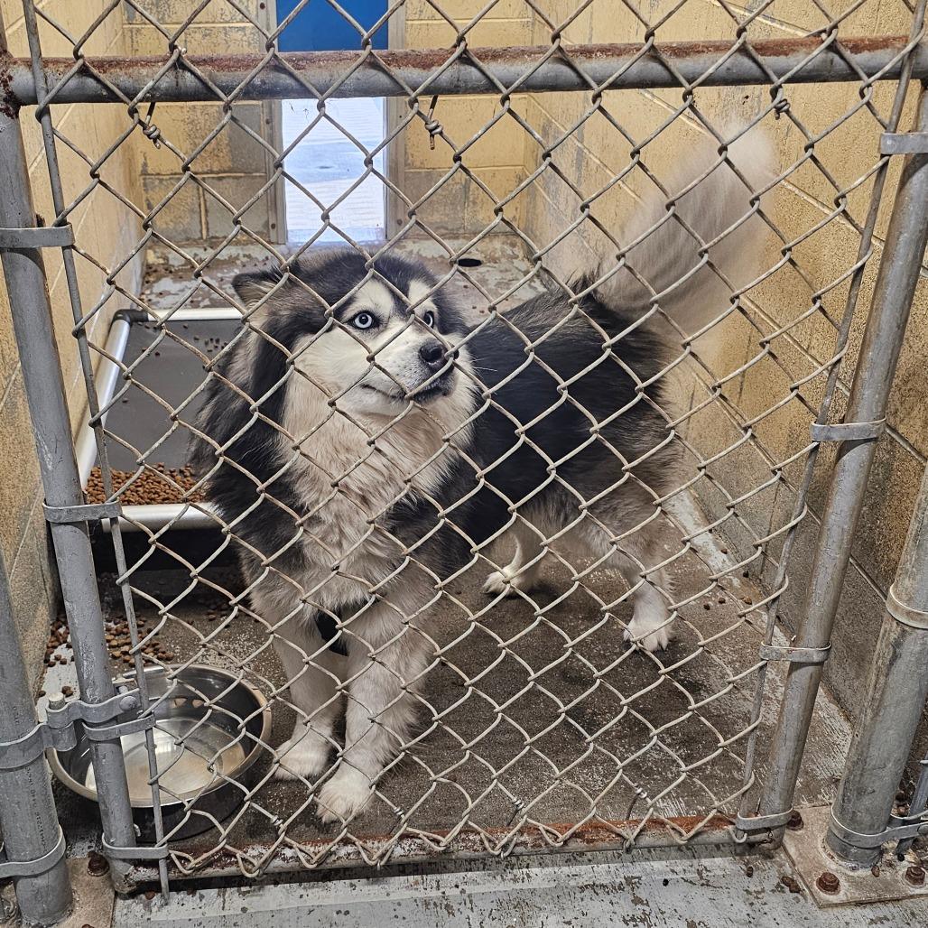 Enlarge Rafiki, a Adoptable mixed breed in Oakville, WA image 6/6