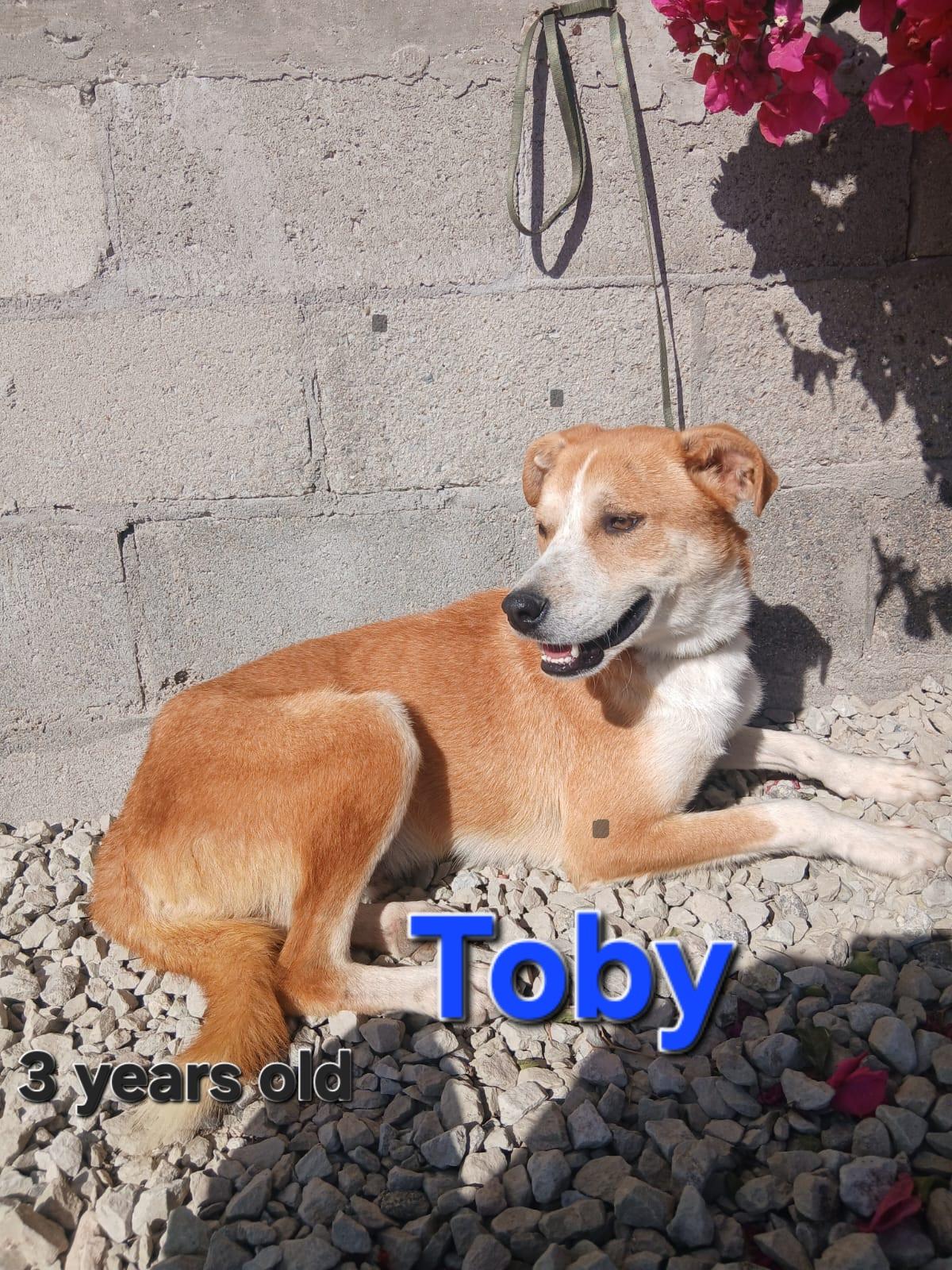 Enlarge Toby, a Adoptable Labrador Retriever in Los Angeles, CA image 5/5