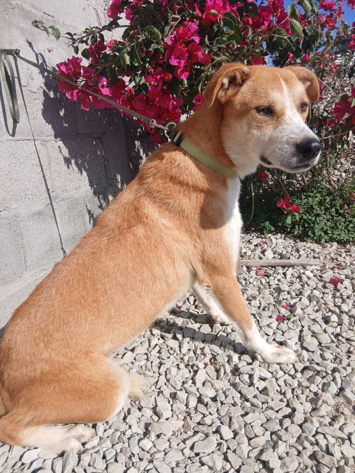 Toby, Adoptable, Adult Male Labrador Retriever.