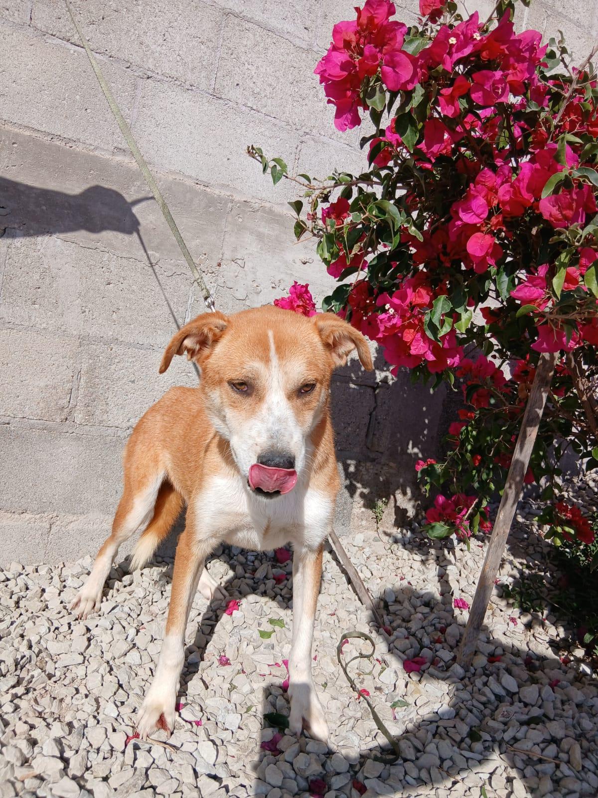 Enlarge Toby, a Adoptable Labrador Retriever in Los Angeles, CA image 4/5