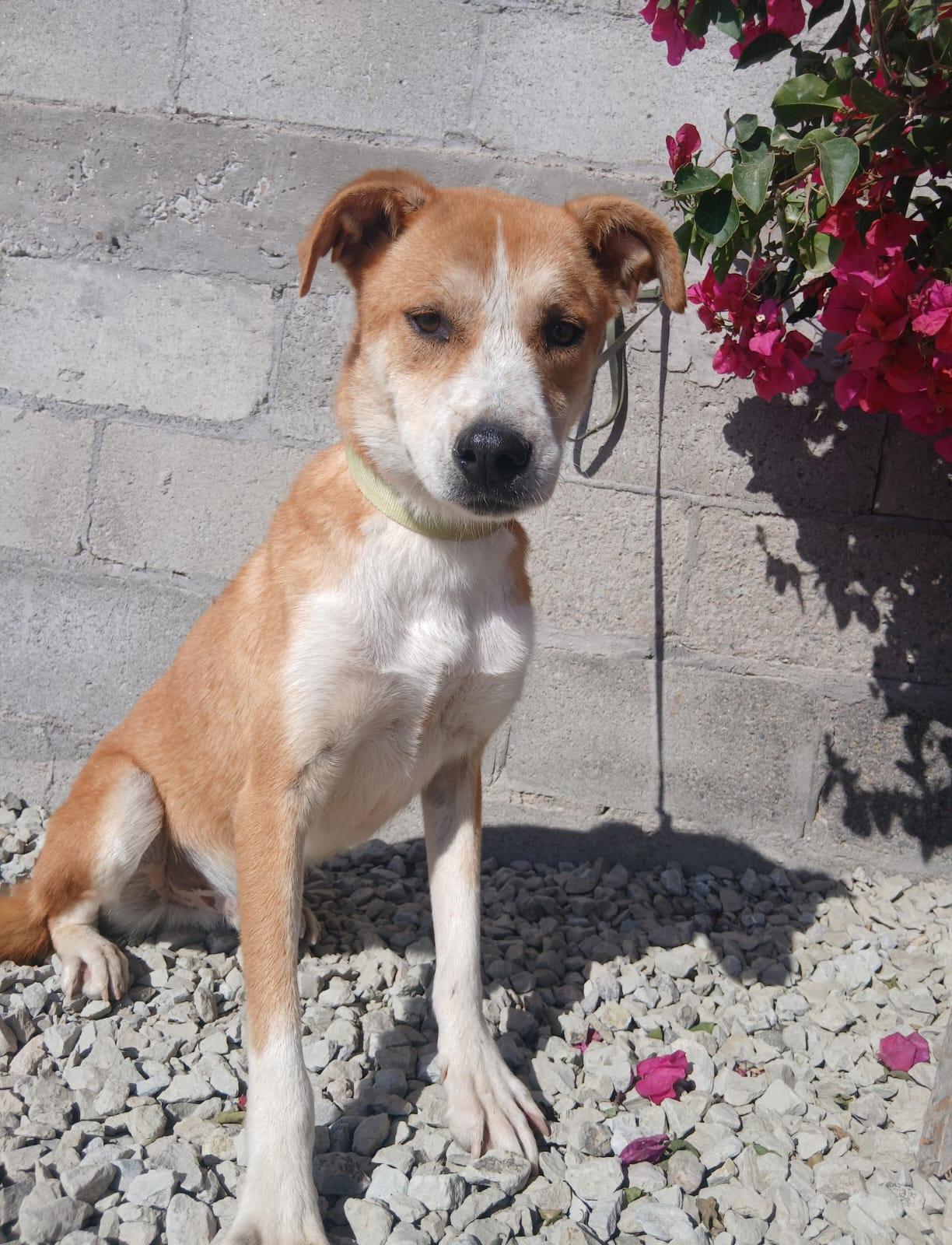 Enlarge Toby, a Adoptable Labrador Retriever in Los Angeles, CA image 2/5