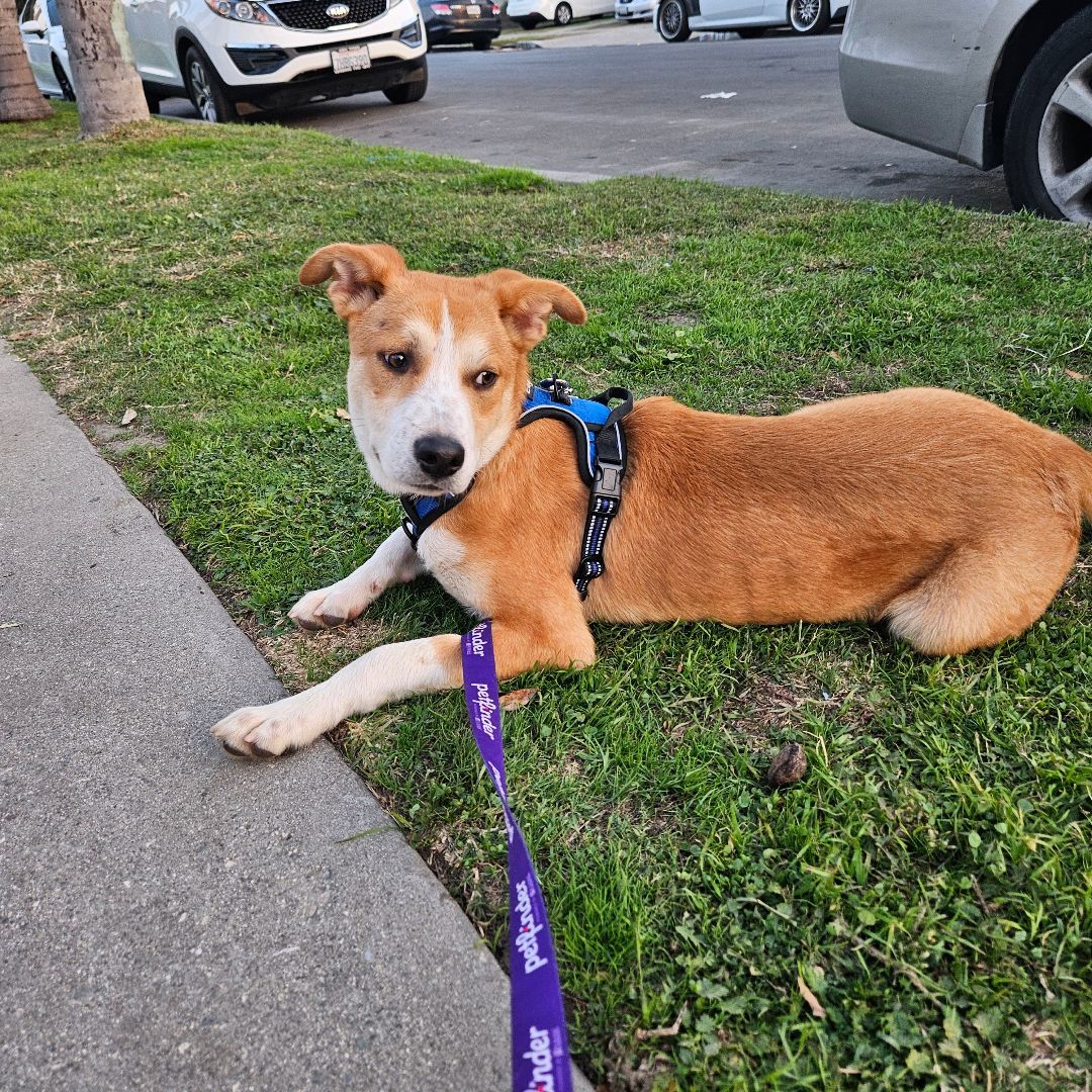 Enlarge Toby, a Adoptable Labrador Retriever in Los Angeles, CA image 1/6