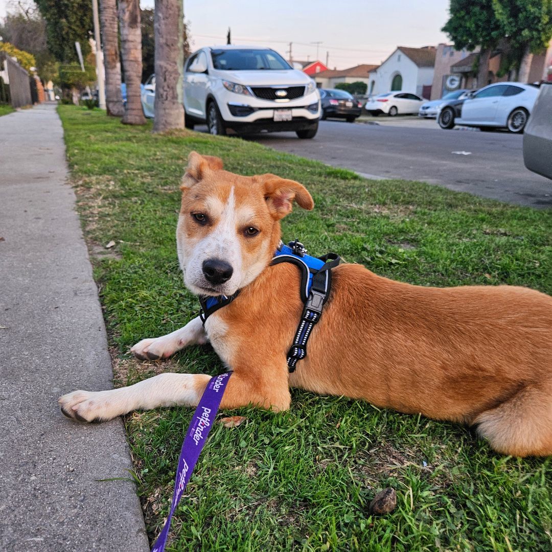 Enlarge Toby, a Adoptable Labrador Retriever in Los Angeles, CA image 4/6