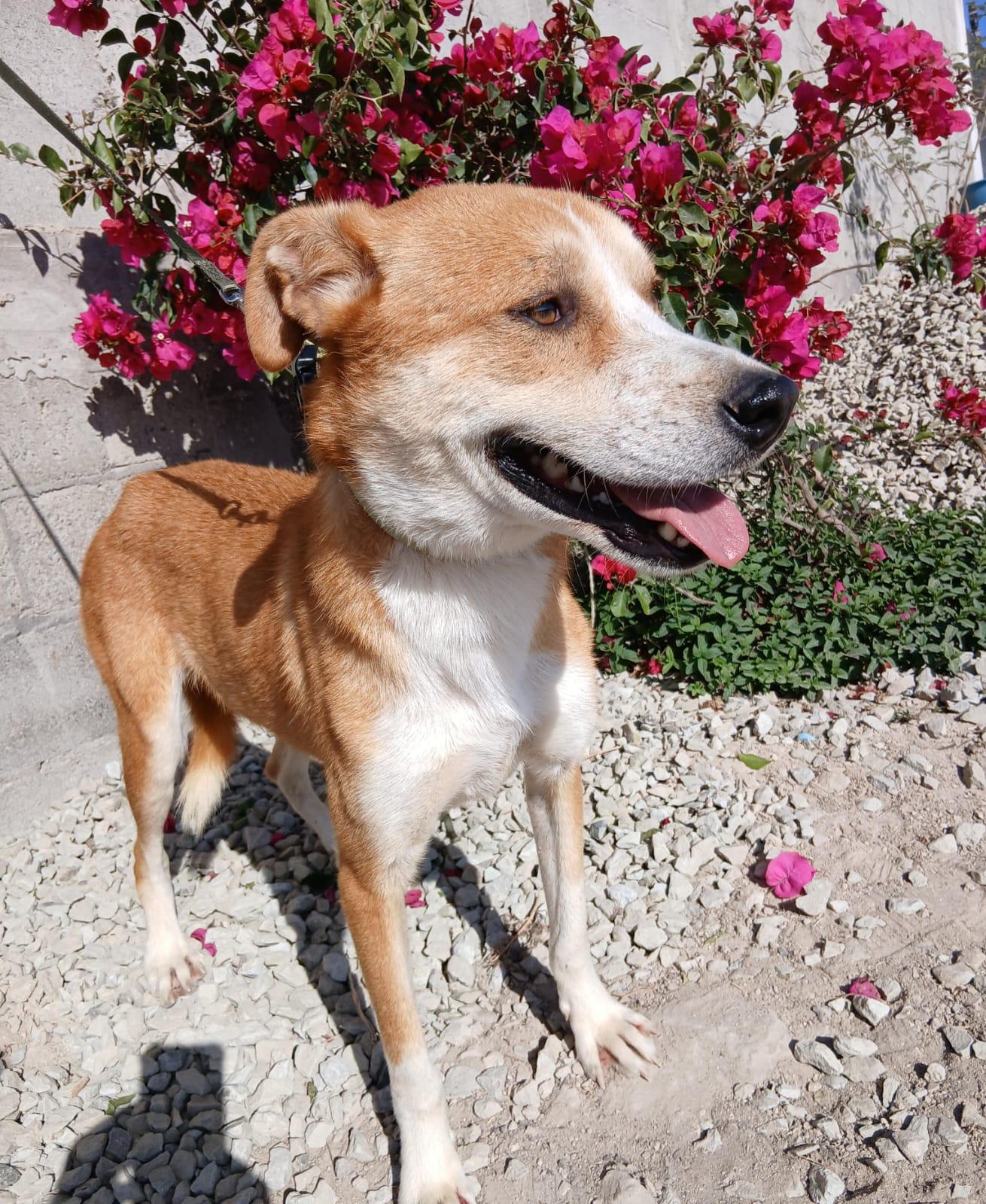 Enlarge Toby, a Adoptable Labrador Retriever in Los Angeles, CA image 3/5