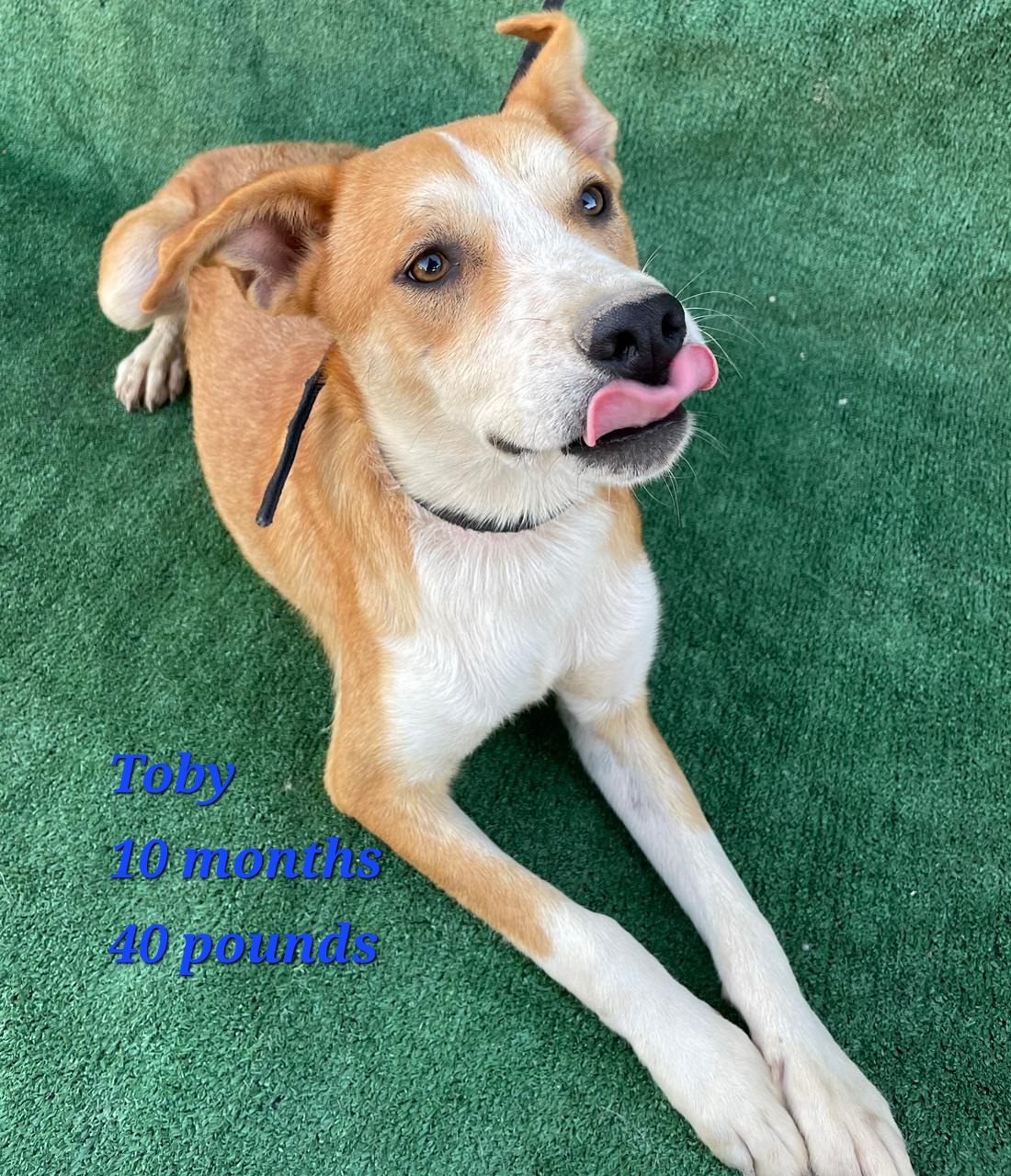 Enlarge Toby, a Adoptable Labrador Retriever in Los Angeles, CA image 5/6