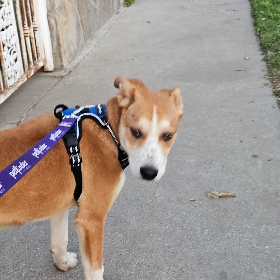 Enlarge Toby, a Adoptable Labrador Retriever in Los Angeles, CA image 6/6
