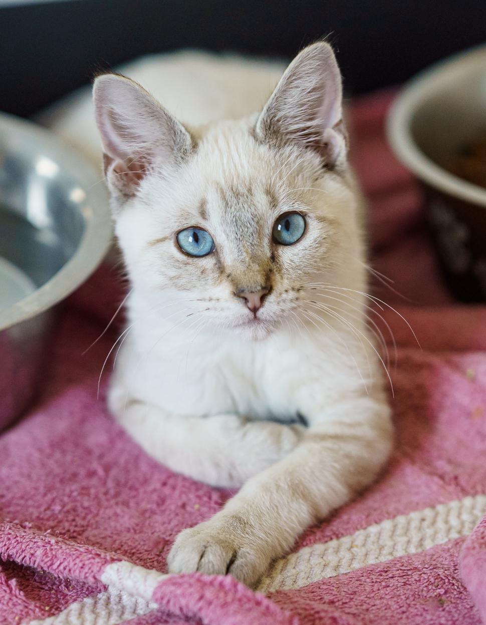 Liam, adopted, Kitten Male Siamese & Tabby.