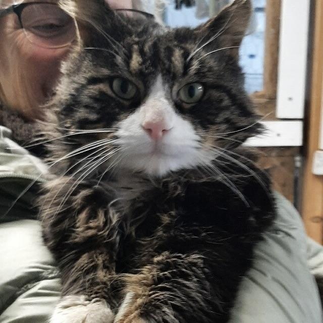 Enlarge Kenyon, an adopted mixed breed in Bethel, CT image 2/3