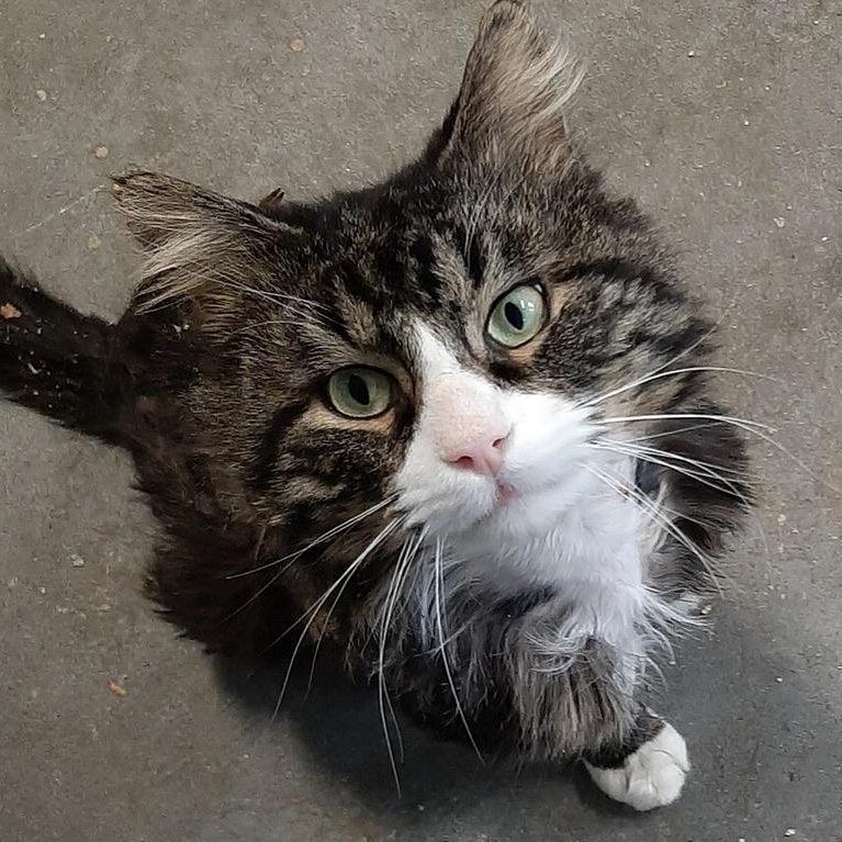 Kenyon, adopted, Young Male Maine Coon & Domestic Long Hair.